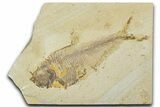Detailed Fossil Fish (Diplomystus) - Wyoming #330811-1